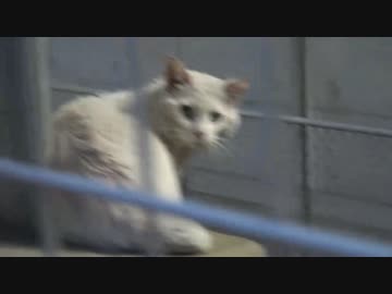 三匹の(´・ω・‘)