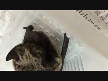 ヒメヒナコウモリの捕食。