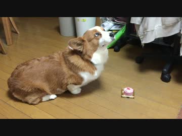 【ハル♀】なかなか誕生日ケーキが食べられない犬（コーギー）