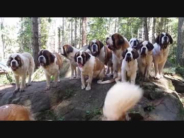 38匹セントバーナードちゃん 2016