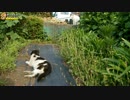 新顔猫と三毛猫
