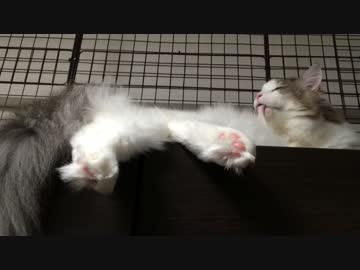 毛づくろいするとわたアメ食ってるように見えるモフ猫