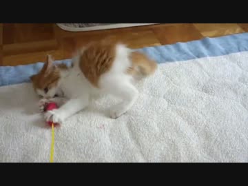 儚げなおもちゃ相手に襲い掛かる子猫