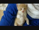 飼い主のひざの上で睡魔と闘う赤ちゃん猫zzz