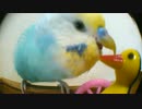 ゴーゴーペンギンと遊ぶインコ