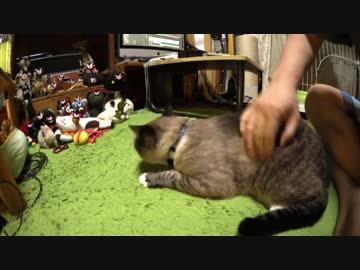 黒猫が家にやってきた！【その122】暗闇からポンちゃんを誘い出す