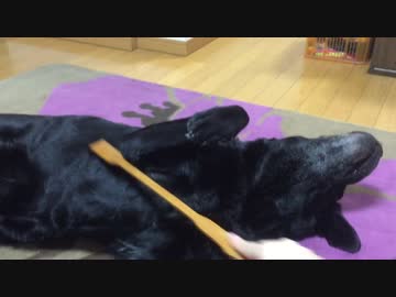 孫の手の快感を覚えた犬