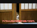 半野良がふすまから覗いてきます。
