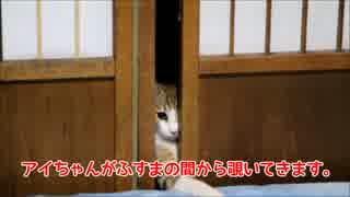 半野良がふすまから覗いてきます。