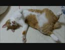 ルゥ君「こっちくるなよ～」zzz