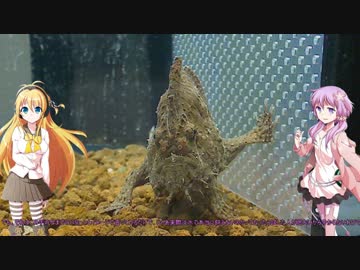 【VOICEROID解説】～ちょっと気になる、熱帯魚紹介～