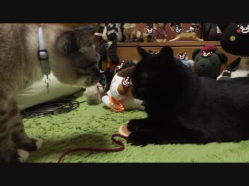 黒猫が家にやってきた！【その124】ジャンくんとポンちゃんの鼻ちゅー