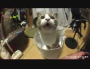 底辺絶望系男といっぴきのねこ 第4話「Hey Siri」