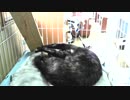 【あまがみ】 なんちゅうかっこうで寝てんねんｗ　【癒し】