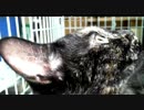 【あまがみ】 カメラをガブッ ４分あたり　【癒し】