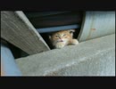 ぐうかわ野良子猫