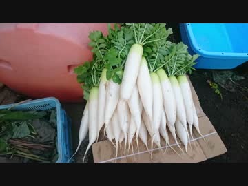 見習い農家　Lv26