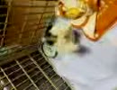 仔犬、倒立に失敗する