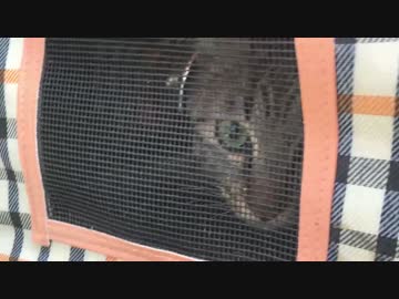 保護猫2号、故郷を訪問する