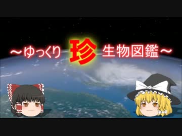 ～ゆっくり　珍　生物図鑑～　新・34回