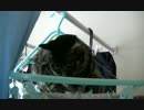 猫の日常42　～まる偏～