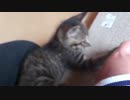幼猫ダン【２６日目】爪とぎ練習