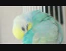 羽繕いンコ