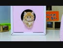 【マンチカンズ】マンチカンの子猫とじゃれあい