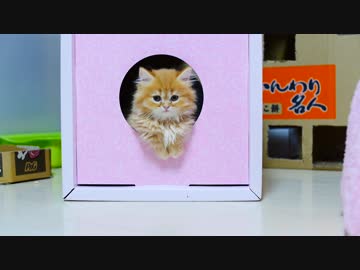 【マンチカンズ】マンチカンの子猫とじゃれあい