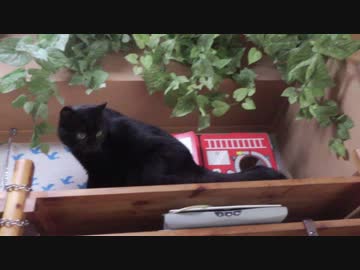 黒猫が家にやってきた！【その131】ジャンくん最後の砦陥落