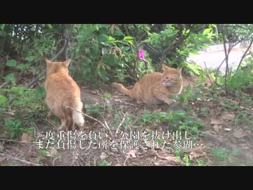 甘ったれ猫、故郷を訪問する