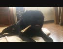 うちの黒パグがガムを食うだけの3分間