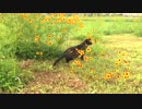 【癒し】　あずきの散歩　【あまがみ】