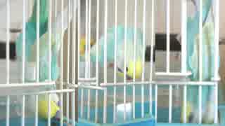 はさまりいんこ