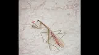 [トラック提供] TRACK18 [ニコラップ]