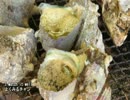 【これ食べたい】　サザエ 刺身・壺焼き
