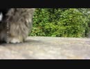 他称サバトラ狸（後ろ姿はアライグマ）による熊猫の舞