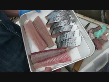 【にしやんFC】釣りたてサワラを卸してみた！