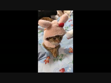 【アメショ】吾輩はうさぎネコである