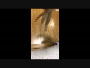【アメショ】うさぎねこビックリしてピョーン