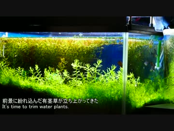 【水槽127】追肥資材の検証Part4 (45cm水草水槽⑦)