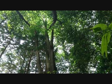 山登り実況#05 比叡山 (2/4)