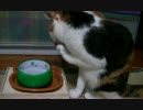 猫の日常44　～くるみ偏～