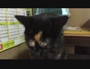 【癒し】　散歩に行きたかったのゴメンナサイ　【あまがみ】