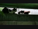 【閲覧注意】春に産まれた子猫、姿を消す