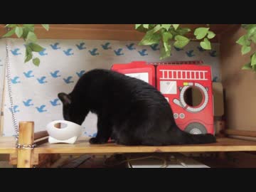 黒猫が家にやってきた！【その135】ジャンくん秘密基地奪還するも‥‥？