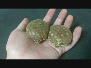 アメフクラガエルの尻