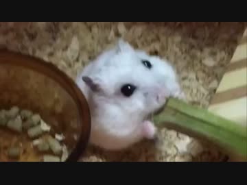 パパイヤのかじり木をあげてみた～ジャンガリアン～