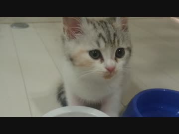 やってもの適当生放送アーカイブ動画　その３１