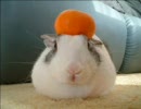 もちうさぎ。